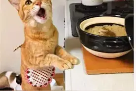 为什么橘猫越来越多人养了？网友：这几点真的太现实了图片