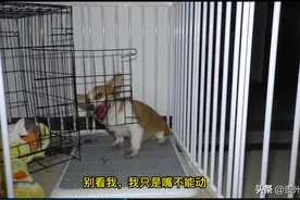 淘气柯基也想过暑假 结果被卡 消防员伸出援手图片