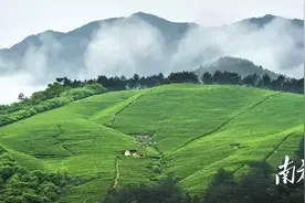 茶叶出口第一省，西湖龙井名天下 | 中国茶产区巡礼⑳图片