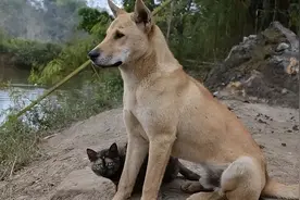 穷人“不欢迎”这5种狗，尽量别养图片