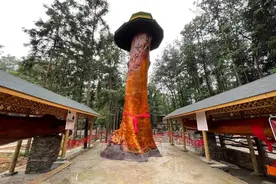 一棵树卖2.5亿！金丝楠木曾被皇宫专用，现在为何没人愿意种了？图片