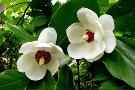 苗农、园林设计师需要知道的189个“常用木本耐阴树种”图片