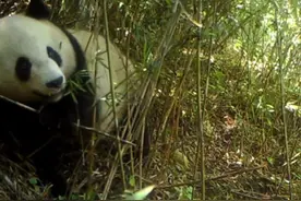 四川拍到野生大熊猫觅食，熊猫也是熊，为何它们在冬天不冬眠？图片
