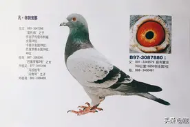 埃恩登的骚操作与凡布利的纪录鸽图片