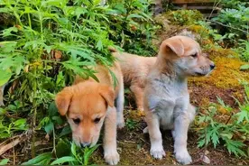 养殖1000只土狗的利润分析图片