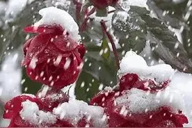 离谱，下雪了图片