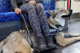 不会说话的小狗，会用实际行动表达思想感情，你都感受到了吗？图片