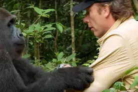 大猩猩回归丛林5年后，“娶”3个“老婆”，凭一细节认出恩人图片