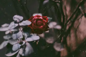 写给最爱的情人：一生相惜，不离不弃图片