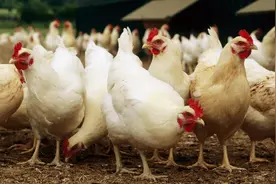 仅需40天就出窝的“速成鸡”，到底有无危害？看完文章真相大白图片