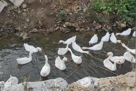 朝花夕拾——拉帮套图片