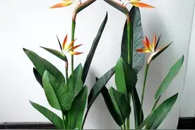 鹤望兰客厅养护宝典，把握4个小窍门，叶绿枝粗长势旺，年年开花图片