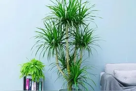 6种“镇宅花”，兔年养一盆，摆在客厅里，寓意着吉利，好运来图片