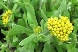 清明草，就是鼠曲草，一种很有讲究的草图片