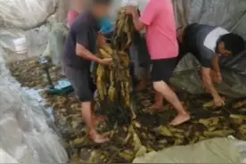 丧心病狂！脚踩酸菜、烟头随地扔，被曝光的土坑酸菜到底有多脏？图片