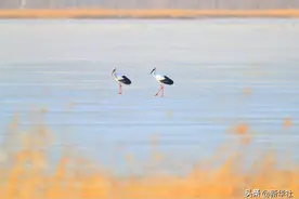 国际爱鸟日：当AI写诗遇上古诗词图片