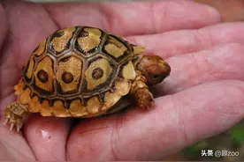 世界十大最贵龟类排名，榜首等同会移动的金元宝图片