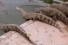 突发：72岁老人被40条鳄鱼活活咬死，双臂和腿也被吃掉，太惨了图片