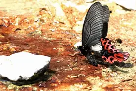 杭州农村发现罕见的蝴蝶，能模仿多种生物，它究竟是怎么做到的？图片