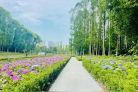 绣球花进入最佳观赏期 闵行这些公园大量种植，美得不像话图片