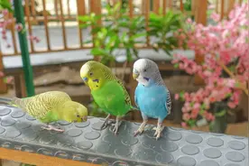 国内合法饲养的鹦鹉价格排行榜图片