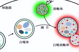 学习笔记之为什么总是感到饿图片