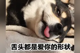 狗狗到底有多爱你？它们这些行为，都在告诉你答案图片