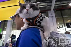 2023年上海它博会迎专业观众日图片