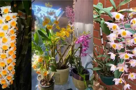 10月后家里少不了一盆石斛兰，花香沁人心，花色迷人眼图片