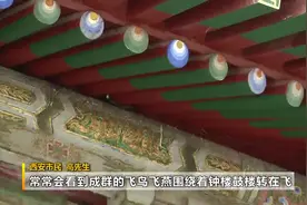 西安钟楼上演“百燕归巢”景象 专家：对钟楼的整体结构和安全性影响不大图片