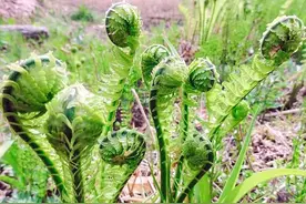 被称为山菜之王的蕨菜会不会致癌？发苦的蕨菜，吃了会不会中毒？图片