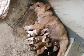 骨瘦如柴的流浪狗妈妈，坚持喂养小狗，主动领着人类去看孩子图片