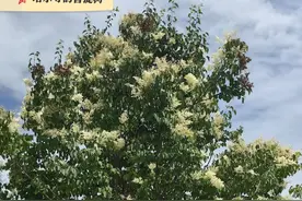 青海塔尔寺的菩提树明明是暴马丁香，为何却叫它菩提树？图片