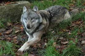 新疆进口狼图片