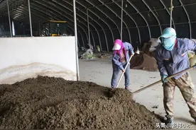 猪粪、羊粪、牛粪、鸡粪，哪一种粪肥最好？如何施用产量高？图片