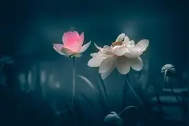 文言文断句主观题专练图片