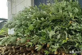 艾草妙用多，千万别认错，要记住这四个特征图片