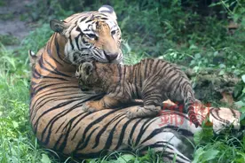 生龙活虎、虎虎生威！小锦带你看成都动物园那些“虎事儿”图片