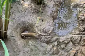 十几年前，河渠里总能抓到许多黄鳝，为啥现在黄鳝越来越少了呢？图片