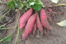 毒性堪比砒霜的木薯，不仅是这一常见食品的原材料，还是救命口粮图片