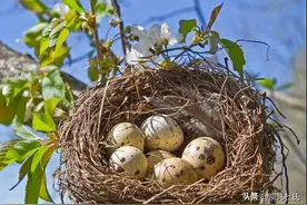 露天鸟窝遇上大雨天气时，鸟窝里还有没有鸟，鸟去哪里避雨呢？图片