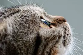 新手养猫，猫咪有眼屎不要慌图片