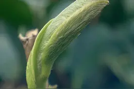 了解茶中之王的白毫银针，从工艺、特点、产地、功效、口感开始吧图片