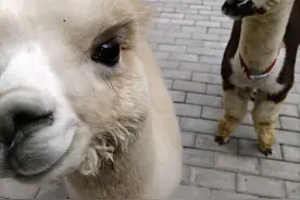 假如你觉得生活很苦，未来迷茫，就来看看《骆驼祥子》图片