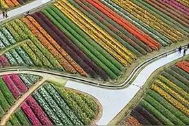 周末走起！长三角这10条赏花采摘遛娃线路入选“国字号”图片