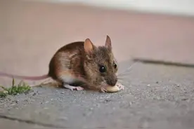 农村城市都找不见，老鼠会灭绝吗？其实它早已做到让自己遍布全球图片