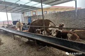 一头牛只要4千，买牛背后的深坑，防不胜防图片