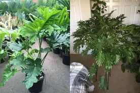 春羽、小天使和“龙鳞”，一张图就能分清，室内养完全没压力图片