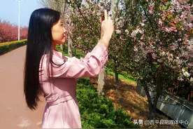 河南西平：海棠花开季，融媒主播带您来打卡图片