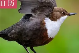 圆润的小鸟：我不是胖，是胸大图片